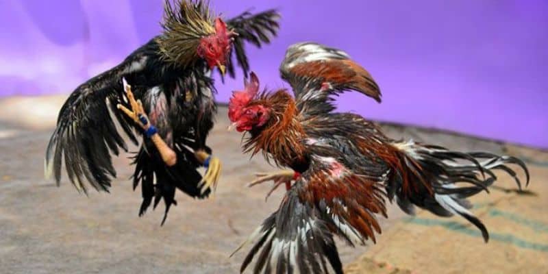 Hình thức đá gà trực tiếp New88 cựa sắt thú vị