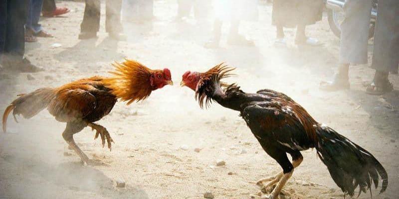 Lưu ý cần biết  khi tham gia cược đá gà trực tiếp New88