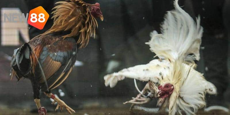 Ưu và nhược điểm đặc biệt của thế gà đá xạ