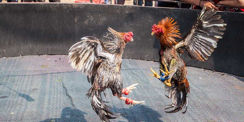 Quy định quan trọng khi bắt đầu trận đá gà ở đấu trường Thomo